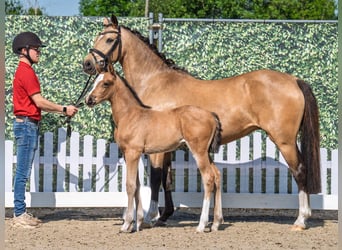 Westfale, Stute, , Buckskin