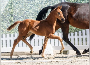 Westfale, Stute, Fohlen (03/2026), Dunkelfuchs