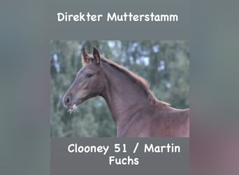 Westfale, Stute, Fohlen (01/2023), Dunkelfuchs