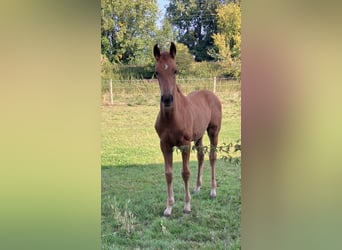 Westfale, Stute, Fohlen (05/2025), Fuchs