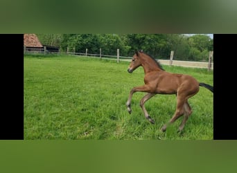 Westfale, Stute, Fohlen (04/2025), Kann Schimmel werden