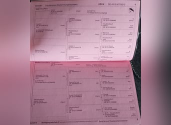 Westfale, Stute, Fohlen (04/2025), Kann Schimmel werden