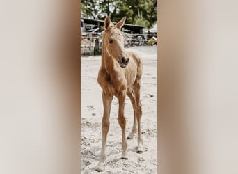 Westfale, Stute, Fohlen (04/2025), Palomino