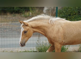 Westfale, Stute, Fohlen (04/2026), Palomino
