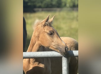 Westfale, Stute, , Palomino