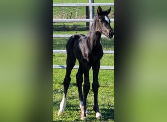 Westfale, Stute, Fohlen (03/2026), Rappe