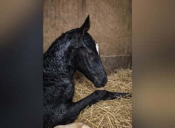 Westfale, Stute, Fohlen (03/2026), Rappe