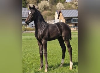 Westfale, Stute, Fohlen (03/2026), Rappe