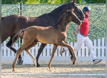 Westfale, Stute, Fohlen (04/2026), Rappe