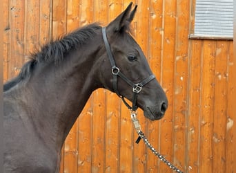 Westfale, Stute, Fohlen (03/2026), Rappe