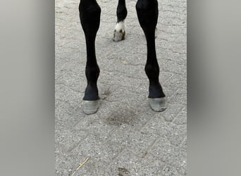 Westfale, Stute, Fohlen (03/2026), Rappe