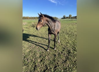 Westfale, Stute, Fohlen (03/2025), Schimmel