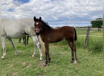 Westfale, Stute, Fohlen (03/2025), Schimmel