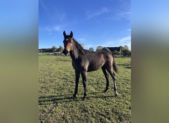 Westfale, Stute, Fohlen (03/2025), Schimmel