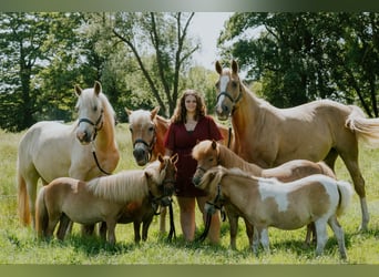 Westfale Mix, Unbekannt, 9 Jahre, Palomino
