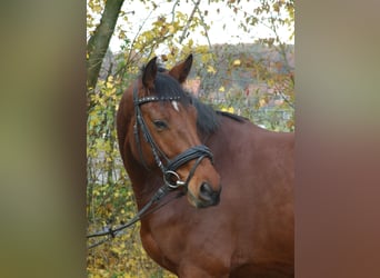 Westfale, Wallach, 10 Jahre, 160 cm, Brauner