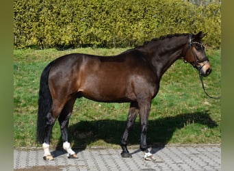 Westfale, Wallach, 10 Jahre, 165 cm, Brauner