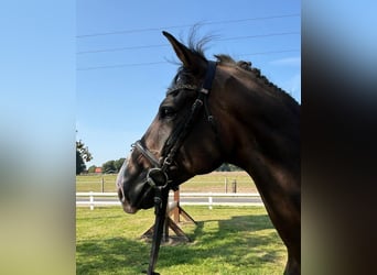Westfale, Wallach, 10 Jahre, 165 cm, Dunkelbrauner