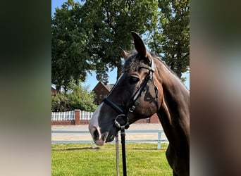 Westfale, Wallach, 10 Jahre, 165 cm, Dunkelbrauner