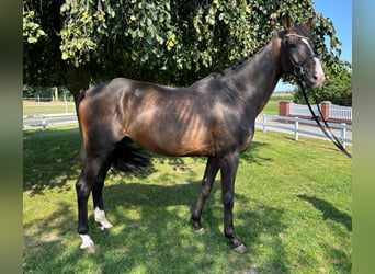 Westfale, Wallach, 10 Jahre, 165 cm, Dunkelbrauner