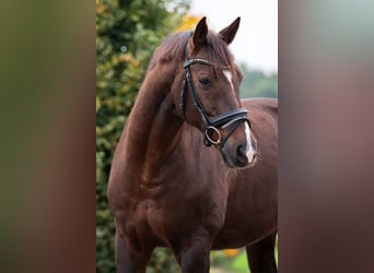 Westfale, Wallach, 10 Jahre, 165 cm, Dunkelfuchs