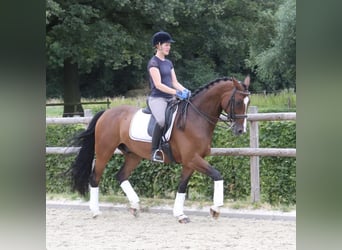 Westfale, Wallach, 10 Jahre, 165 cm