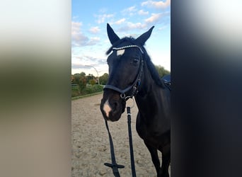 Westfale, Wallach, 10 Jahre, 166 cm, Rappe