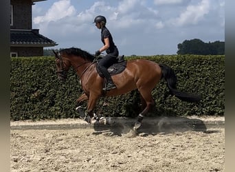 Westfale, Wallach, 10 Jahre, 168 cm, Brauner