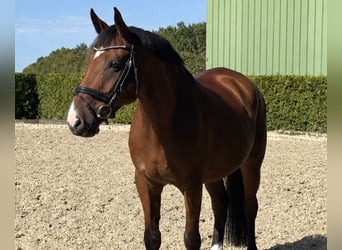 Westfale, Wallach, 10 Jahre, 168 cm, Brauner