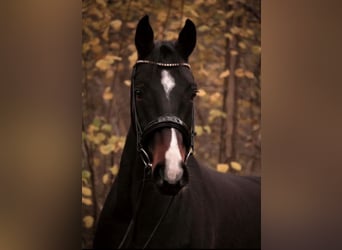 Westfale, Wallach, 10 Jahre, 168 cm, Dunkelbrauner