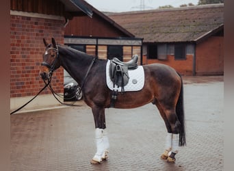 Westfale, Wallach, 10 Jahre, 169 cm, Brauner