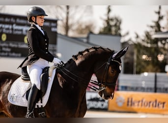Westfale, Wallach, 10 Jahre, 169 cm, Brauner