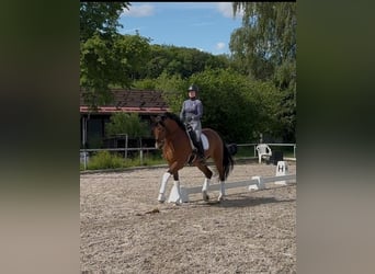 Westfale, Wallach, 10 Jahre, 170 cm, Brauner