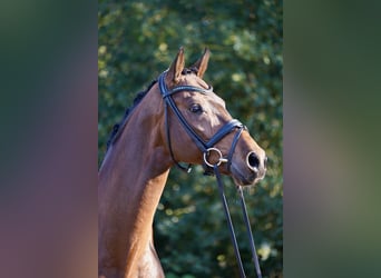 Westfale, Wallach, 10 Jahre, 170 cm, Brauner