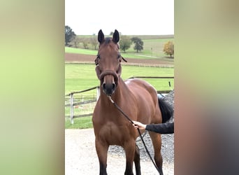 Westfale, Wallach, 10 Jahre, 170 cm, Brauner