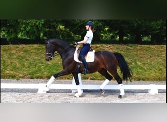 Westfale, Wallach, 10 Jahre, 170 cm, Dunkelbrauner