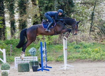 Westfale, Wallach, 10 Jahre, 170 cm, Dunkelbrauner