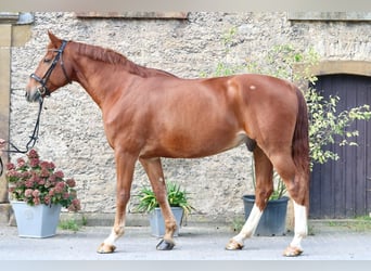 Westfale, Wallach, 10 Jahre, 170 cm, Fuchs