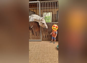 Westfale, Wallach, 10 Jahre, 170 cm, Schimmel