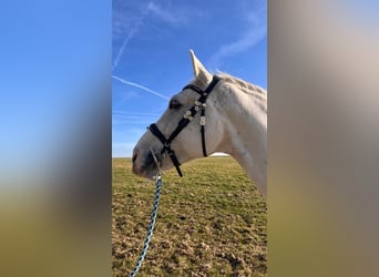 Westfale, Wallach, 10 Jahre, 170 cm, Schimmel