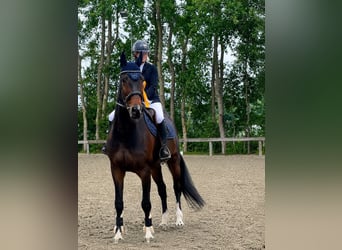 Westfale, Wallach, 10 Jahre, 171 cm, Schwarzbrauner