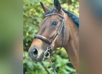 Westfale, Wallach, 10 Jahre, 172 cm, Brauner