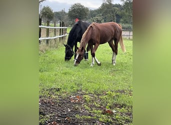 Westfale, Wallach, 10 Jahre, 172 cm, Dunkelbrauner