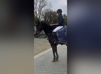 Westfale, Wallach, 10 Jahre, 172 cm, Dunkelbrauner