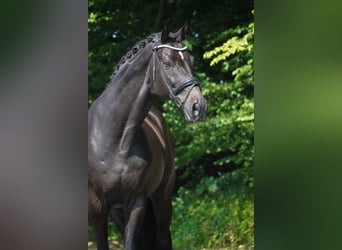 Westfale, Wallach, 10 Jahre, 173 cm, Schwarzbrauner