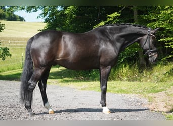 Westfale, Wallach, 10 Jahre, 173 cm, Schwarzbrauner