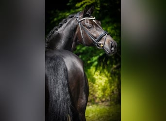 Westfale, Wallach, 10 Jahre, 173 cm, Schwarzbrauner