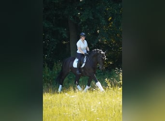 Westfale, Wallach, 10 Jahre, 173 cm, Schwarzbrauner