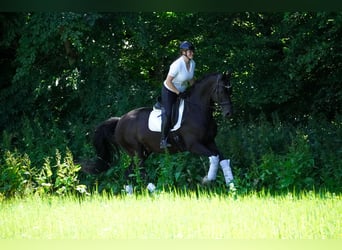 Westfale, Wallach, 10 Jahre, 173 cm, Schwarzbrauner