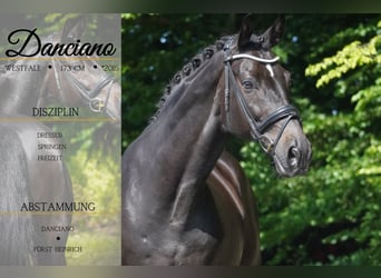 Westfale, Wallach, 10 Jahre, 173 cm, Schwarzbrauner